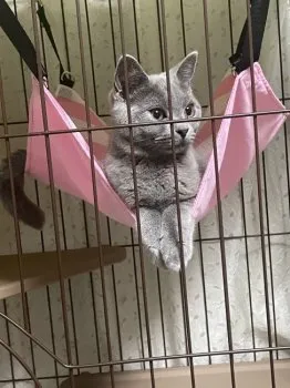 フジ子 様のお迎えした子猫