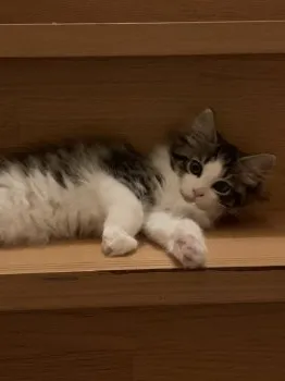 ゆきうさぎ 様のお迎えした子猫