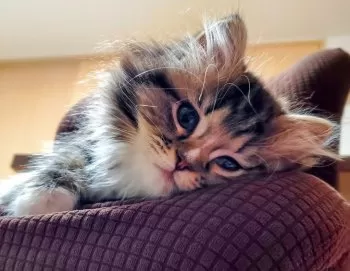 T.C 様のお迎えした子猫