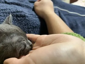 M.N 様のお迎えした子猫