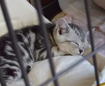 ユウコ 様のお迎えした子猫