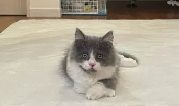 S.K 様のお迎えした子猫