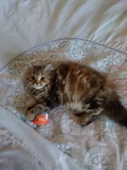 ケイティ 様のお迎えした子猫