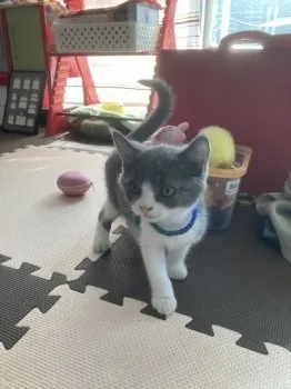 アンミ 様のお迎えした子猫