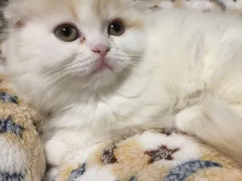 テテ ママ 様のお迎えした子猫