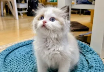 ところ 様のお迎えした子猫