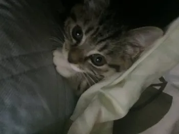T 様のお迎えした子猫