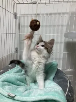 T.K 様のお迎えした子猫