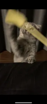 まーさん 様のお迎えした子猫