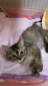 いよまま 様のお迎えした子猫