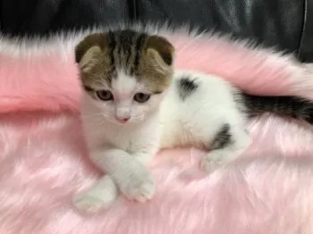 ジジ 様のお迎えした子猫