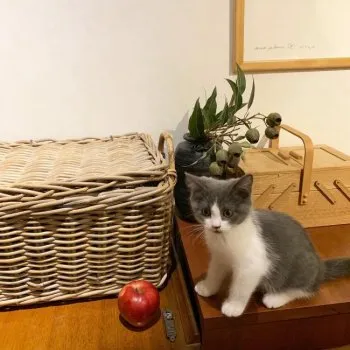 ニコまま 様のお迎えした子猫