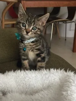maipocat 様のお迎えした子猫