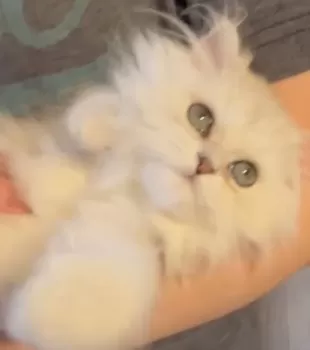 東京都_S 様のお迎えした子猫