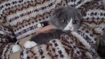 M.A 様のお迎えした子猫