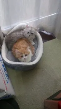 TANGO 様のお迎えした子猫