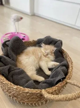 オレンジペコ 様のお迎えした子猫