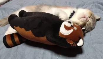 イノリ 様のお迎えした子猫