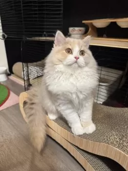 もも海斗ぷりん 様のお迎えした子猫