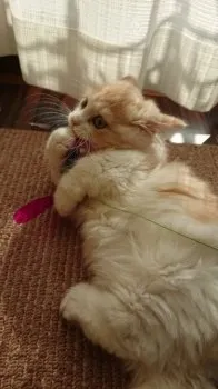H-S 様のお迎えした子猫