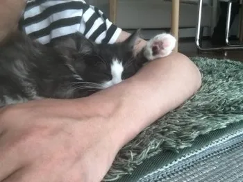 おたっつぁん 様のお迎えした子猫