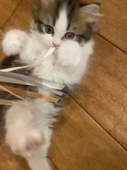 ねむ 様のお迎えした子猫