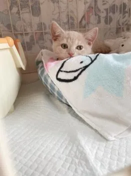 M.N 様のお迎えした子猫