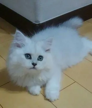 ぽこるり 様のお迎えした子猫