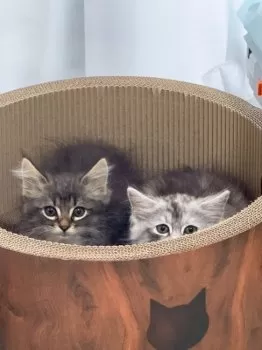 きよたっくす 様のお迎えした子猫