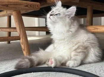 M.M 様のお迎えした子猫