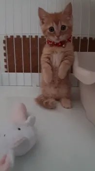 T.M 様のお迎えした子猫