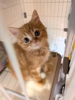 HANAKO 様のお迎えした子猫