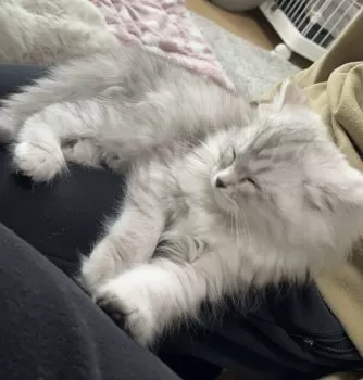 けいこ 様のお迎えした子猫