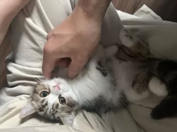 A.H 様のお迎えした子猫