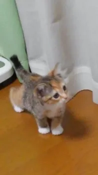福○美 様のお迎えした子猫