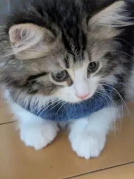 ノエルージャン 様のお迎えした子猫