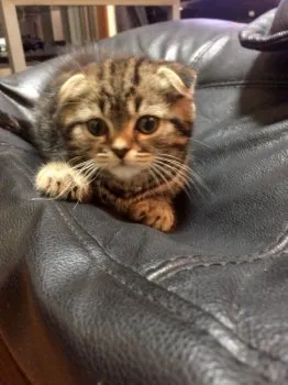 ぴこ 様のお迎えした子猫