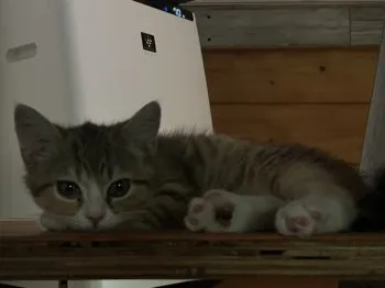 M.K 様のお迎えした子猫