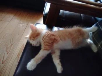 Rikku 様のお迎えした子猫