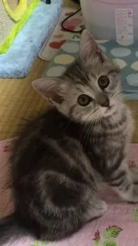 わいてぃーけー 様のお迎えした子猫