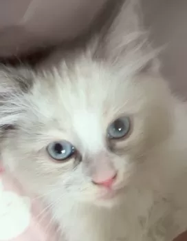 Oy 様のお迎えした子猫