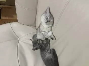 agataotomeza 様のお迎えした子猫