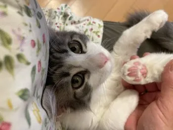 レオママ 様のお迎えした子猫