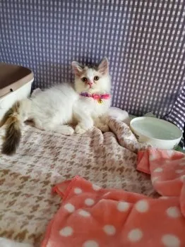 あんず 様のお迎えした子猫