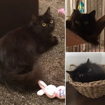 accotan 様のお迎えした子猫