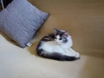 日影のひな太郎 様のお迎えした子猫