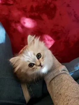 K.H 様のお迎えした子猫