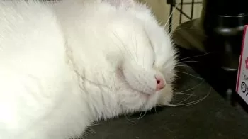 こんにチワー 様のお迎えした子猫