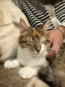 K.H 様のお迎えした子猫