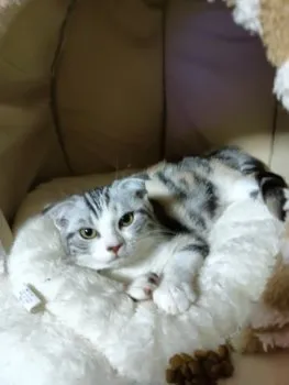 H.T 様のお迎えした子猫